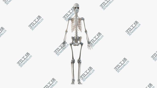 images/goods_img/20210312/Obese Female Skin, Skeleton And Lymphatic System 3D/4.jpg